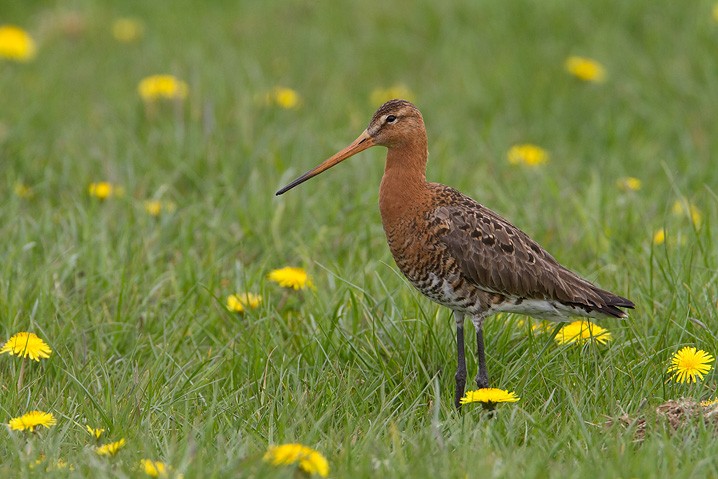 Uferschnepfe Limosa limosa Black-tailed Godwit